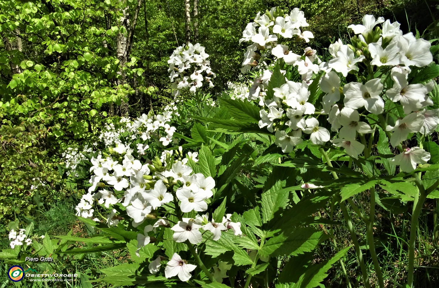 93 Bei fiori bianchi di Dentaria minore ( Cardamine bulbifera).JPG